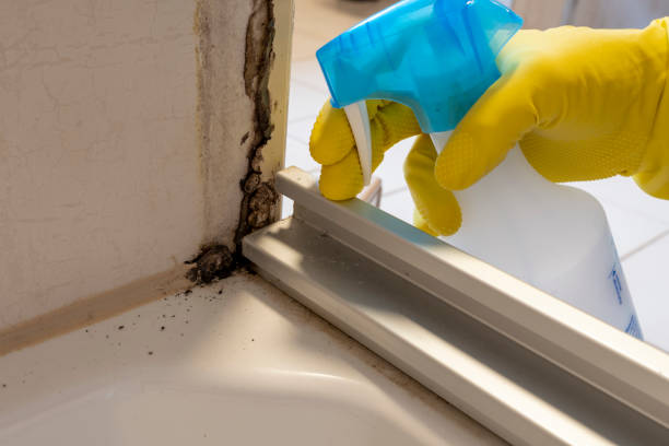 Best Mold Remediation for Specific Building Types in Freeland, MI